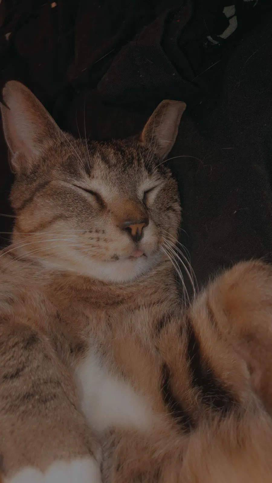 Lost cat in Hallsville, TX, 75650