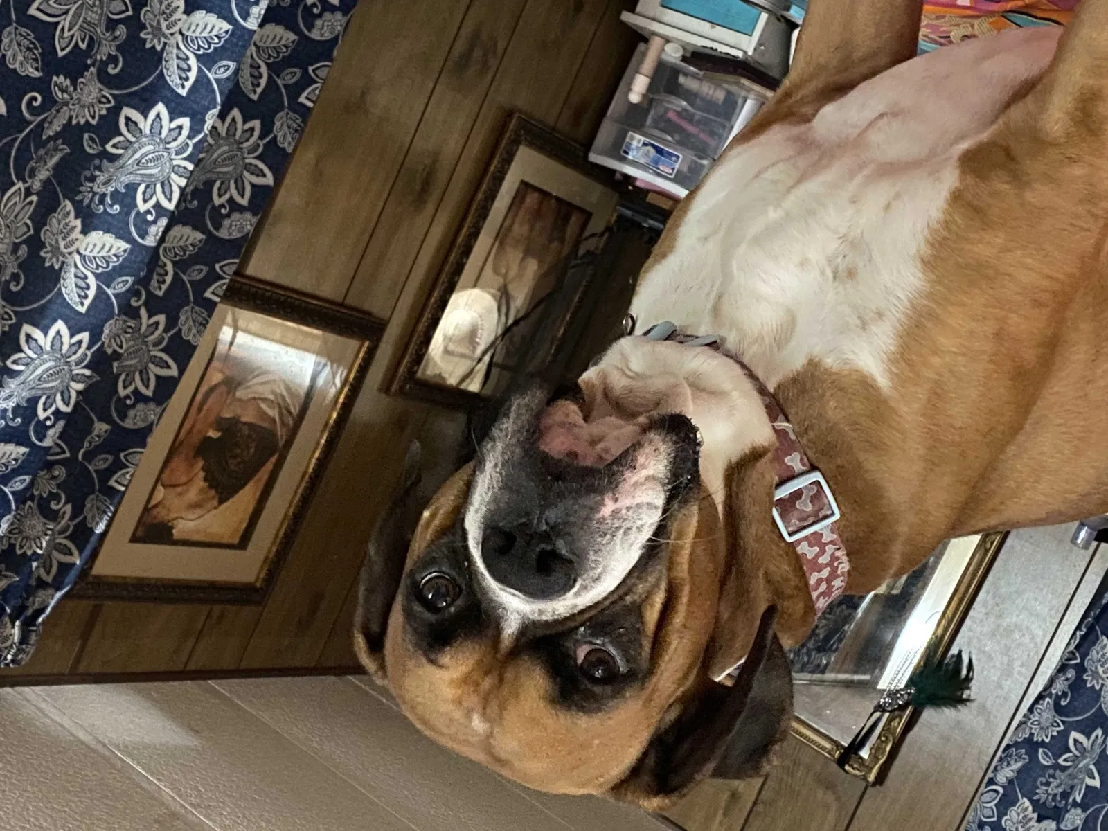 Lost dog in San Antonio, TX, 78227