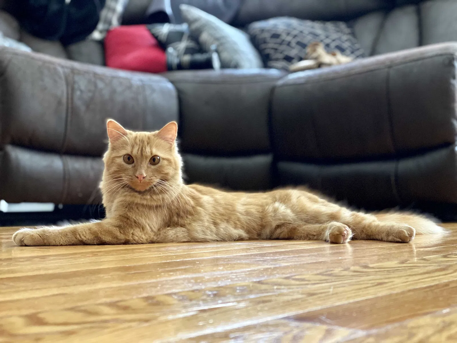 Lost cat in Chicago, IL, 60659