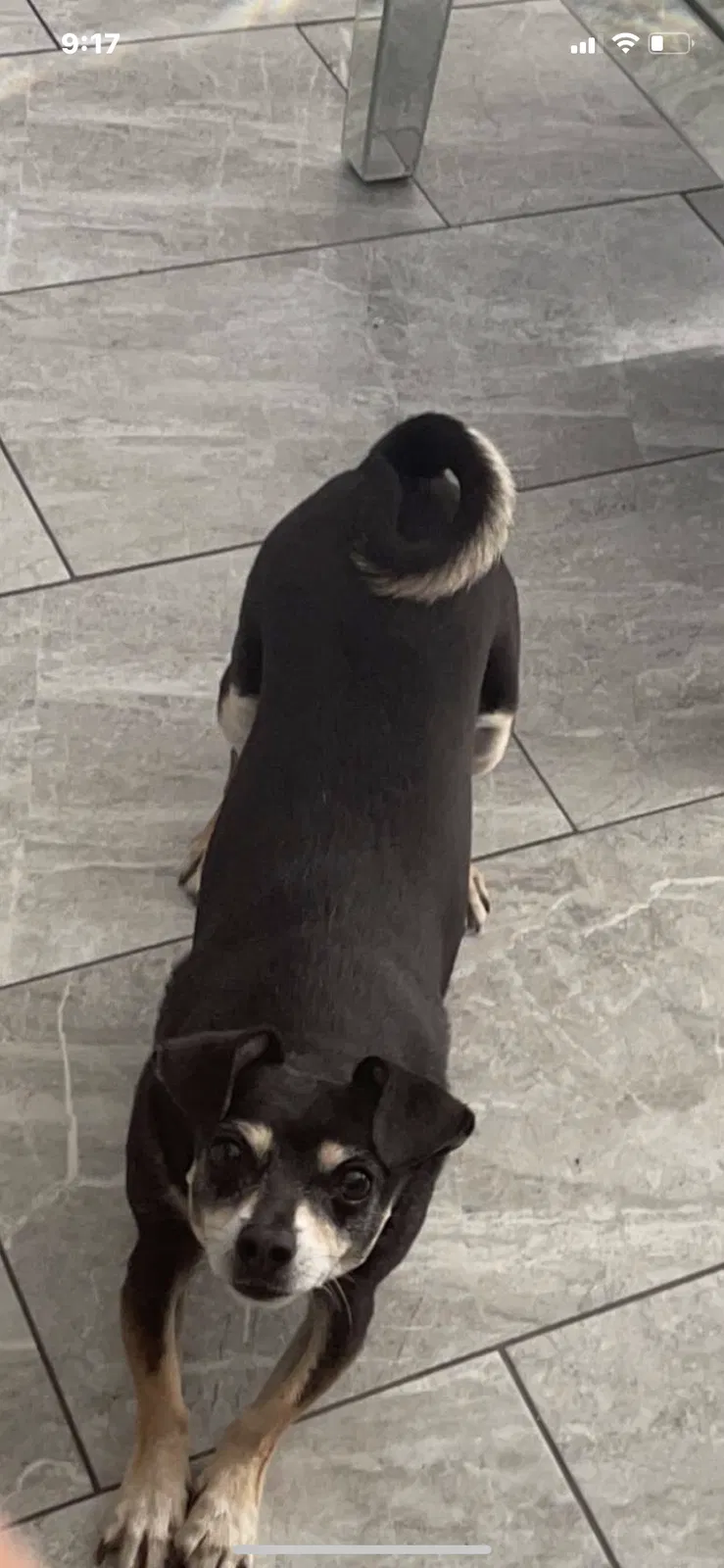 Lost dog in Thornton, CO, 80241