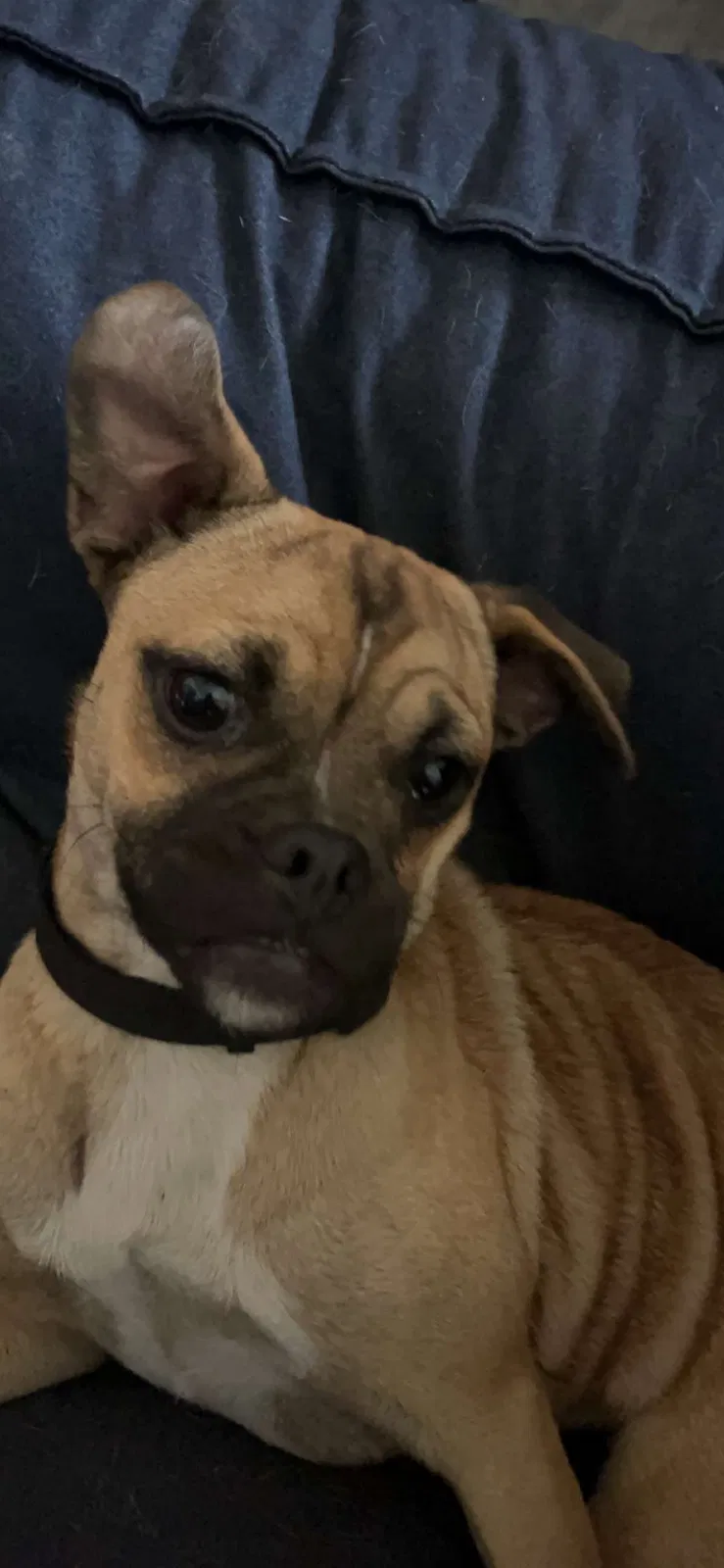 Lost dog in Fresno, CA, 93706