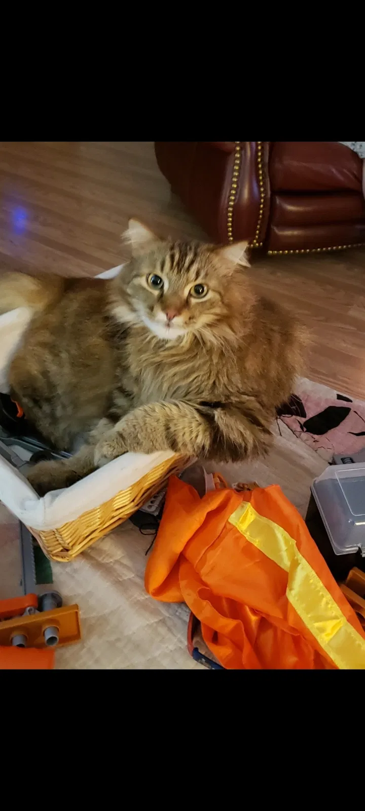 Lost cat in Spring Hill, TN, 37174