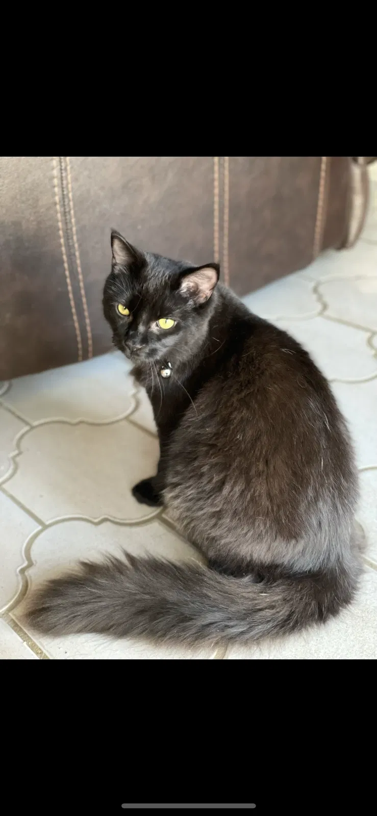 Lost cat in Vero Beach, FL, 32960