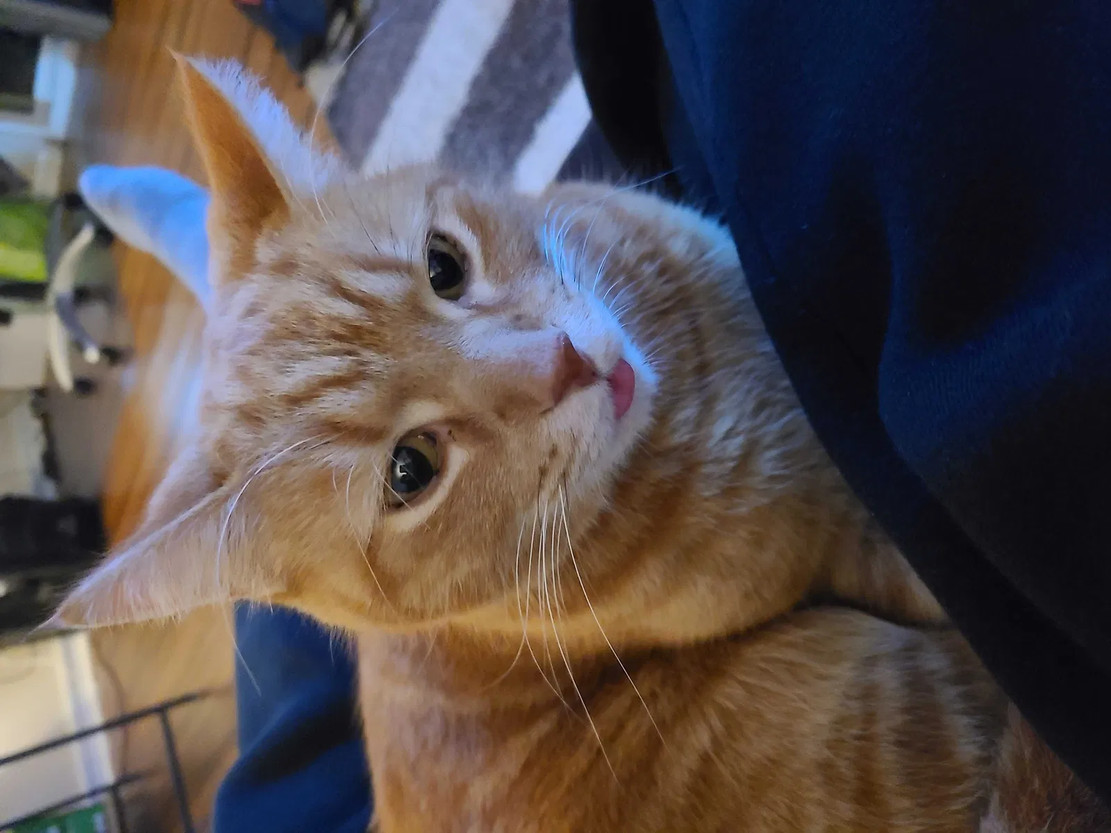 Lost cat in Springfield, VA, 22152