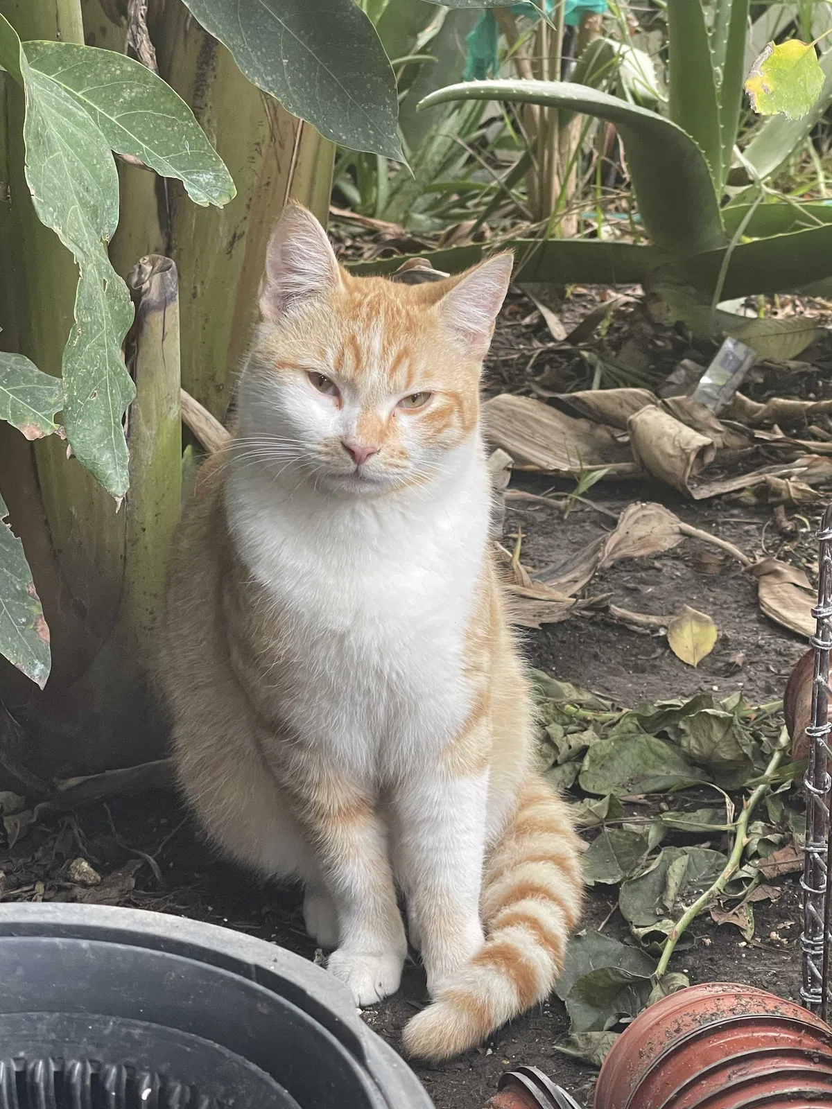 Lost cat in Compton, CA, 90221