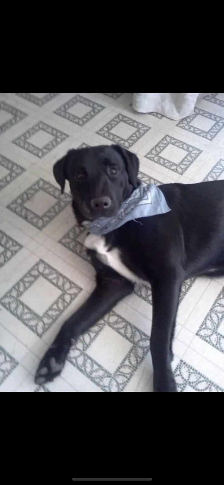 Lost dog in Trinity, NC, 27370