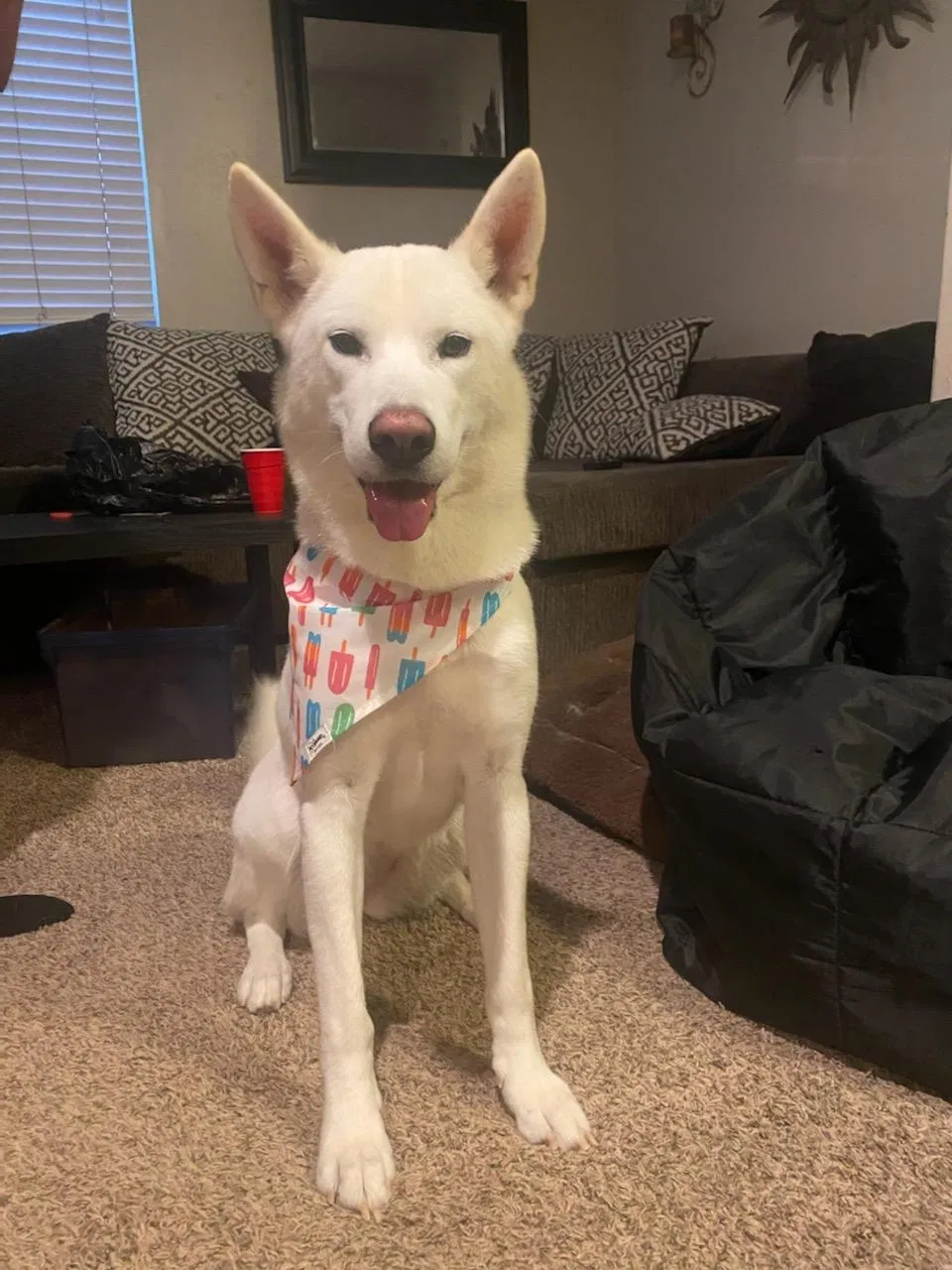 Lost dog in San Diego, CA, 92154