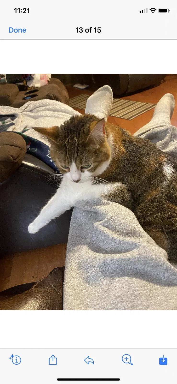 Lost cat in Grand Island, NY, 14072
