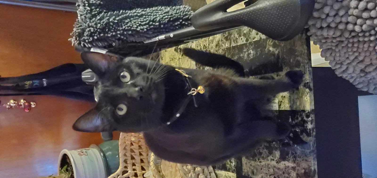 Lost cat in Napa, CA, 94558