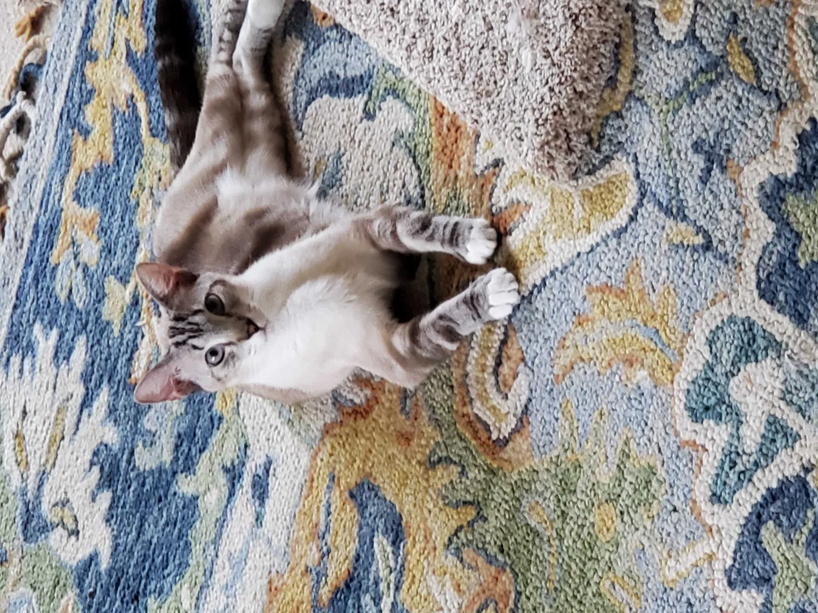 Lost cat in Estero, FL, 33928