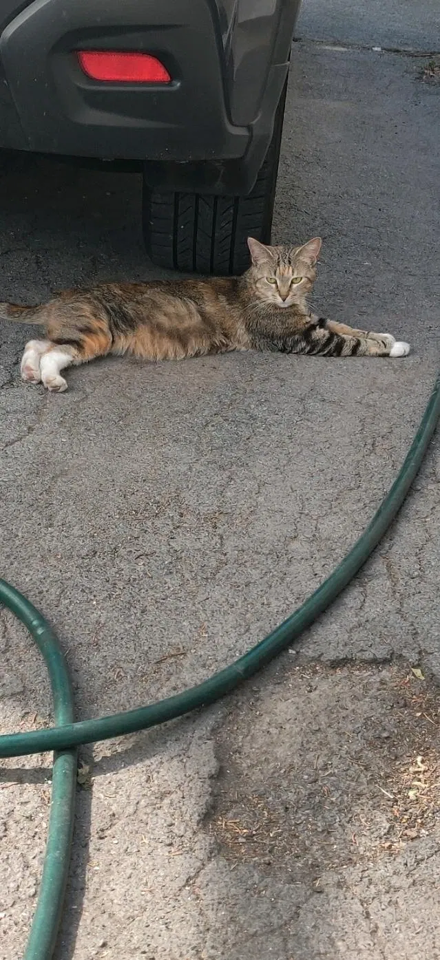 Found cat in Syracuse, NY, 13209