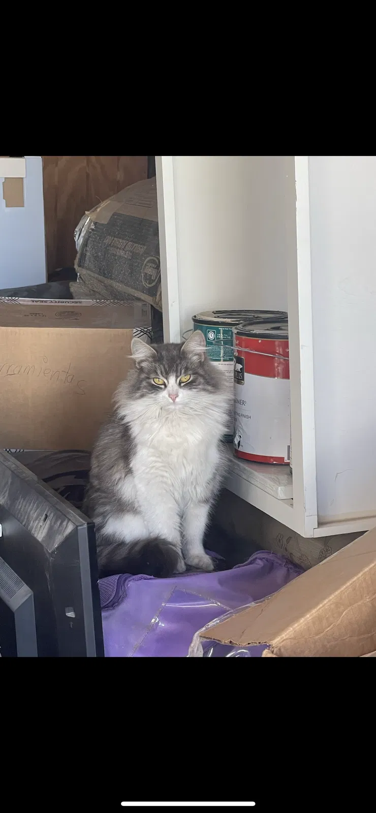 Lost cat in Bell Gardens, CA, 90201
