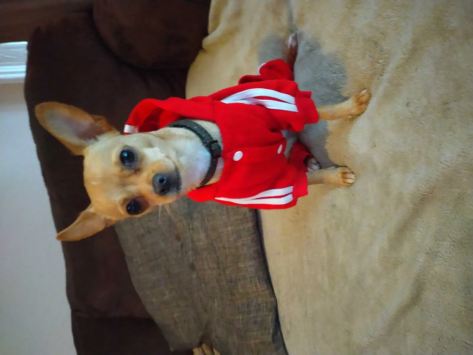 Lost dog in Fairfield, CA, 94533