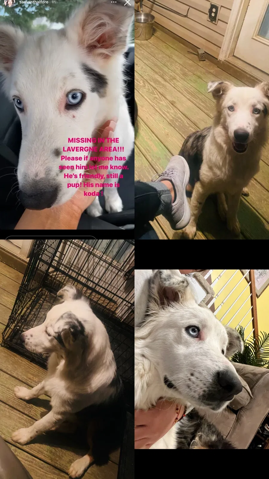 Lost dog in La Vergne, TN, 37086