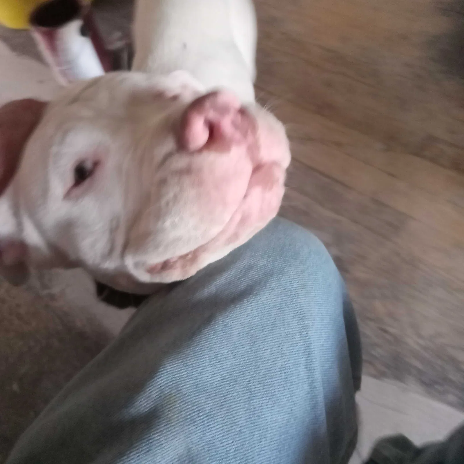 Lost dog in Tucson, AZ, 85705
