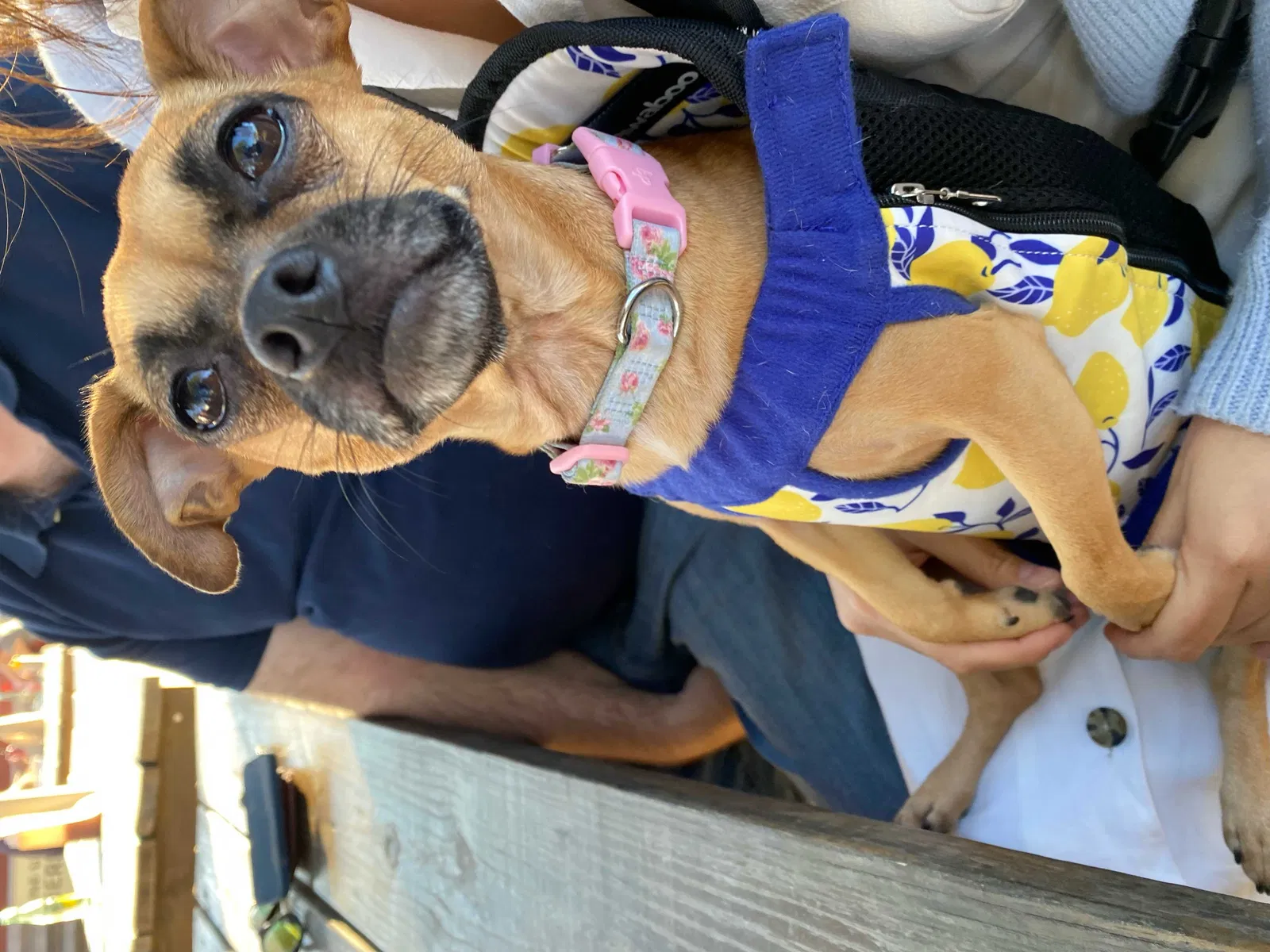 Lost dog in West, TX, 76691