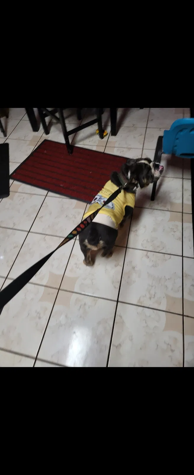 Lost dog in Los Angeles, CA, 90002