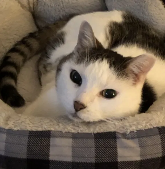 Lost cat in Indianapolis, IN, 46250