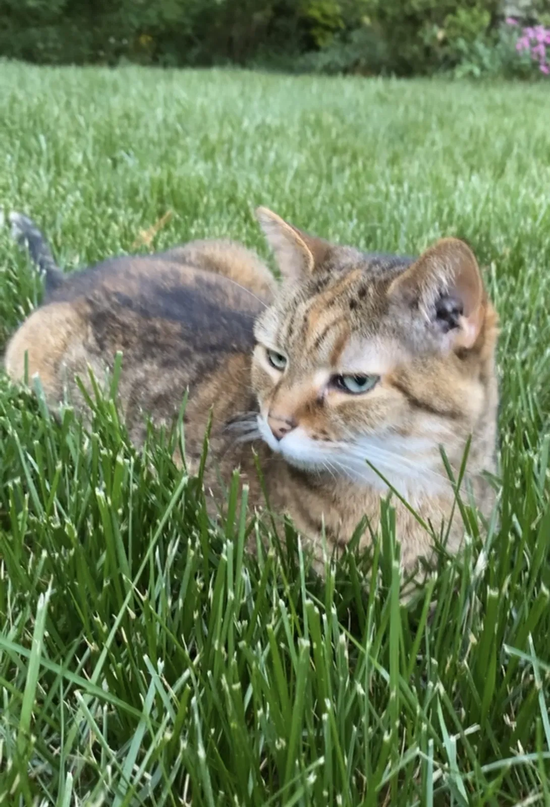 Lost cat in Henrico, VA, 23229