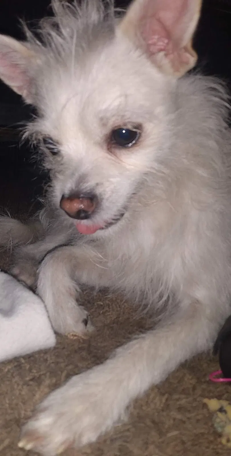 Lost dog in Albuquerque, NM, 87109