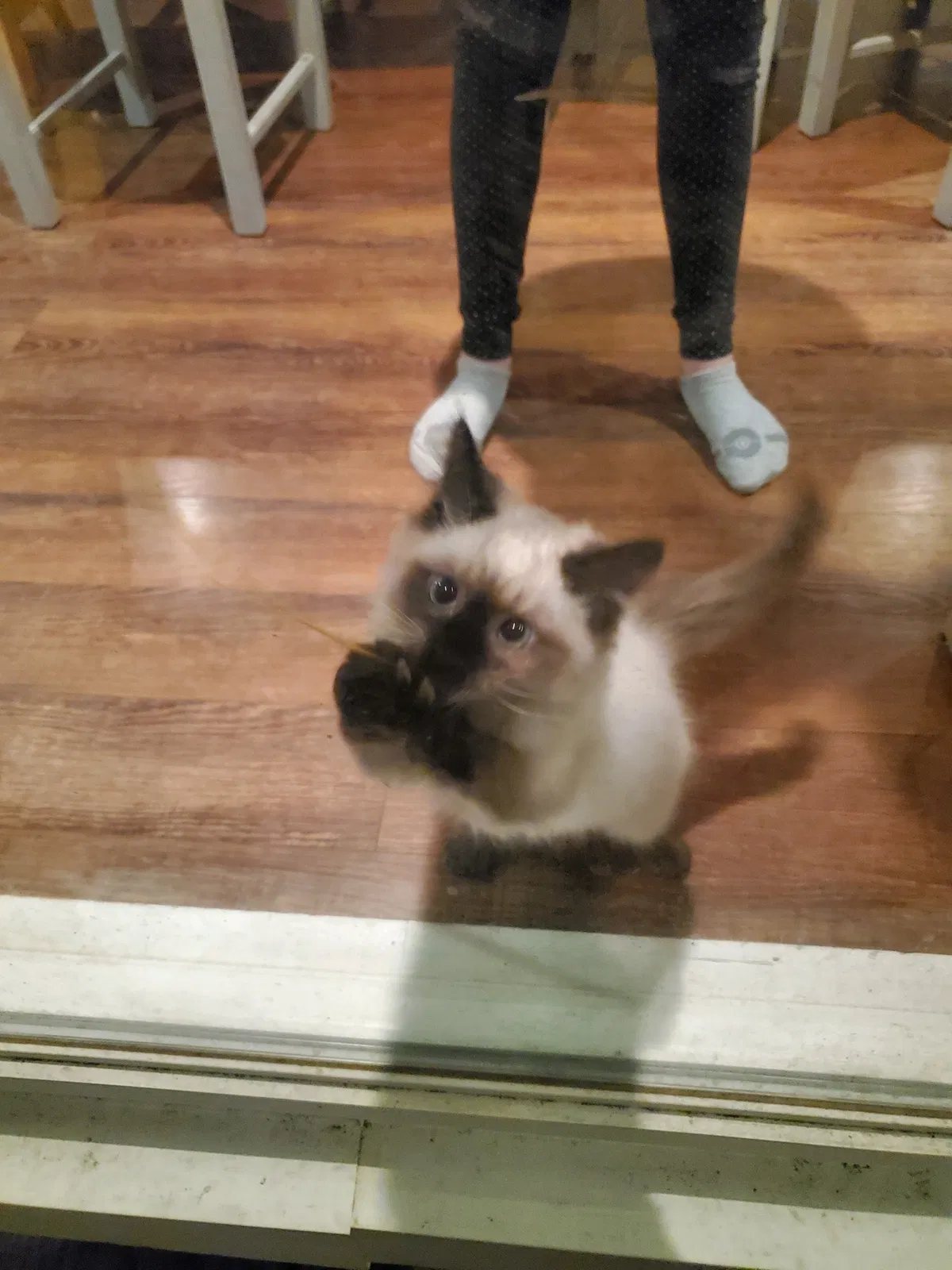 Lost cat in Sunfield, MI, 48890