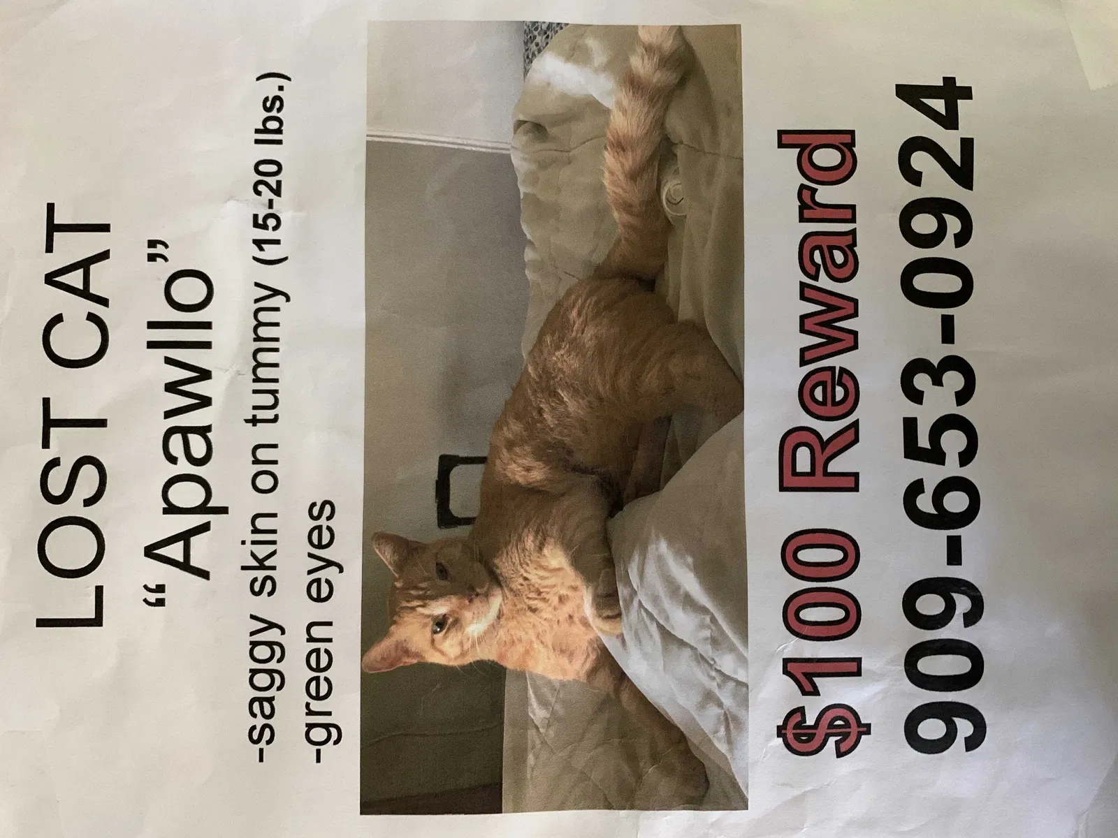 Lost cat in Colton, CA, 92324