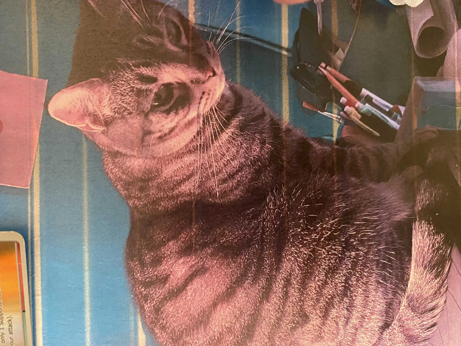 Lost cat in Bronx, NY, 10469