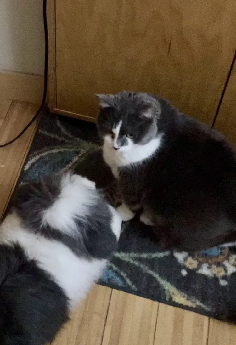 Lost cat in Des Moines, IA, 50311
