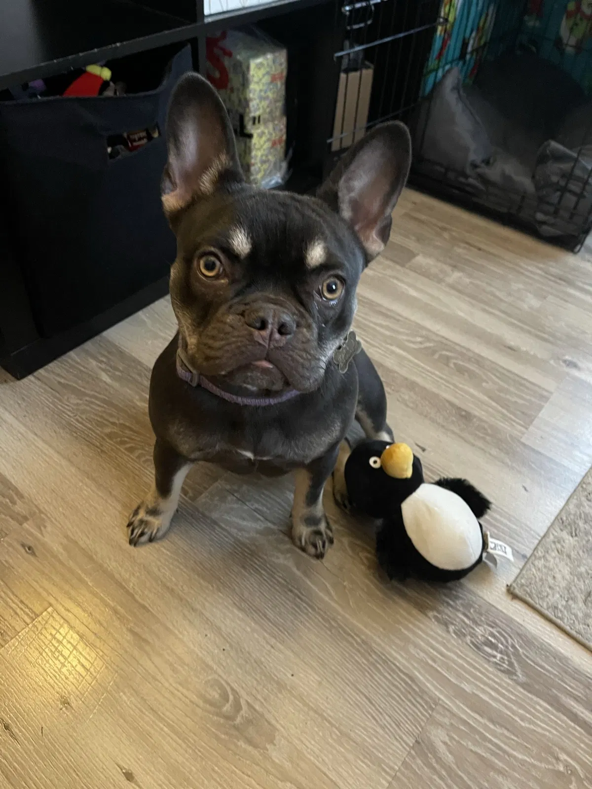 Lost dog in Chicago, IL, 60651