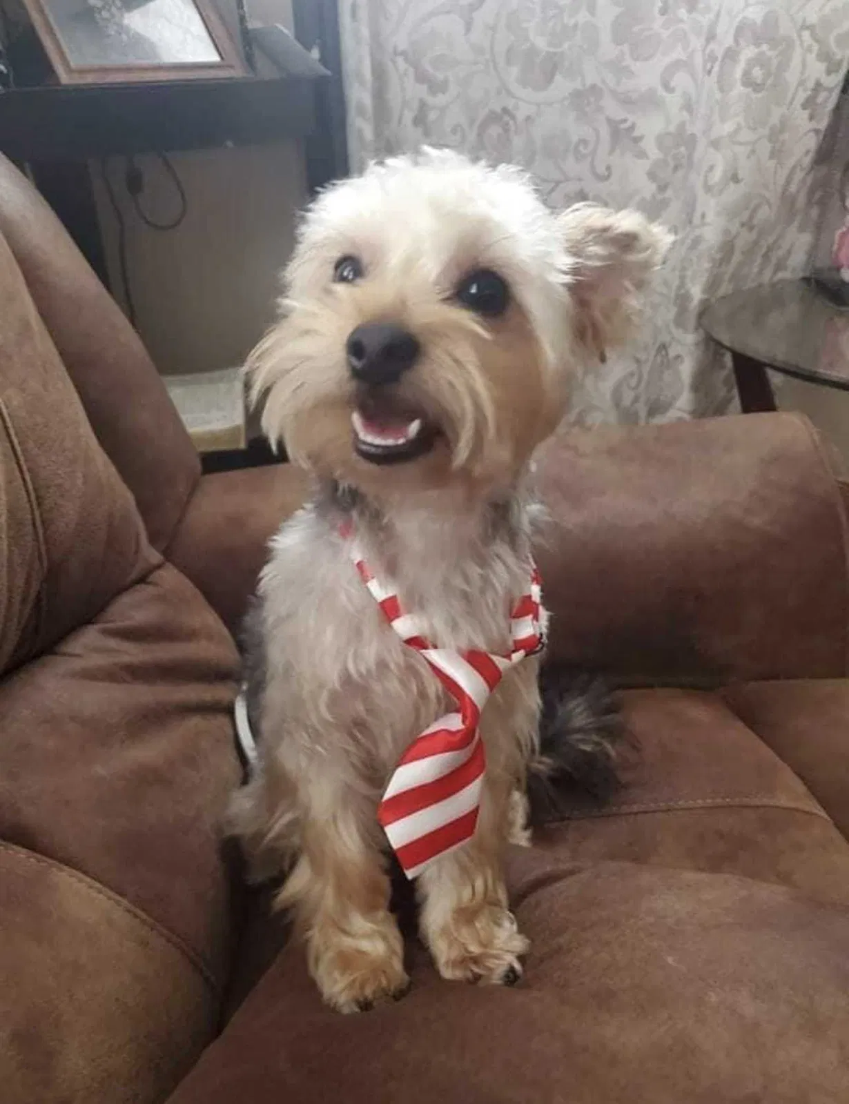 Lost dog in El Paso, TX, 79903
