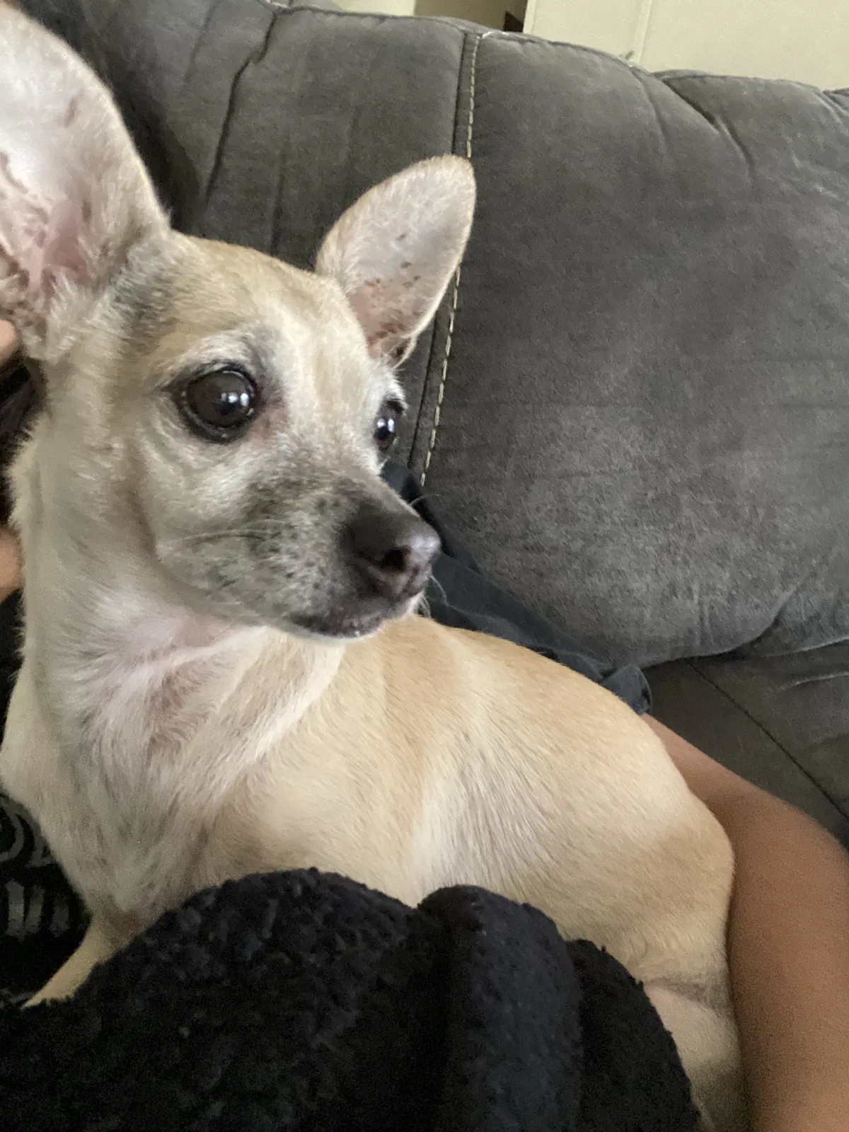 Lost dog in Dayton, TX, 77535