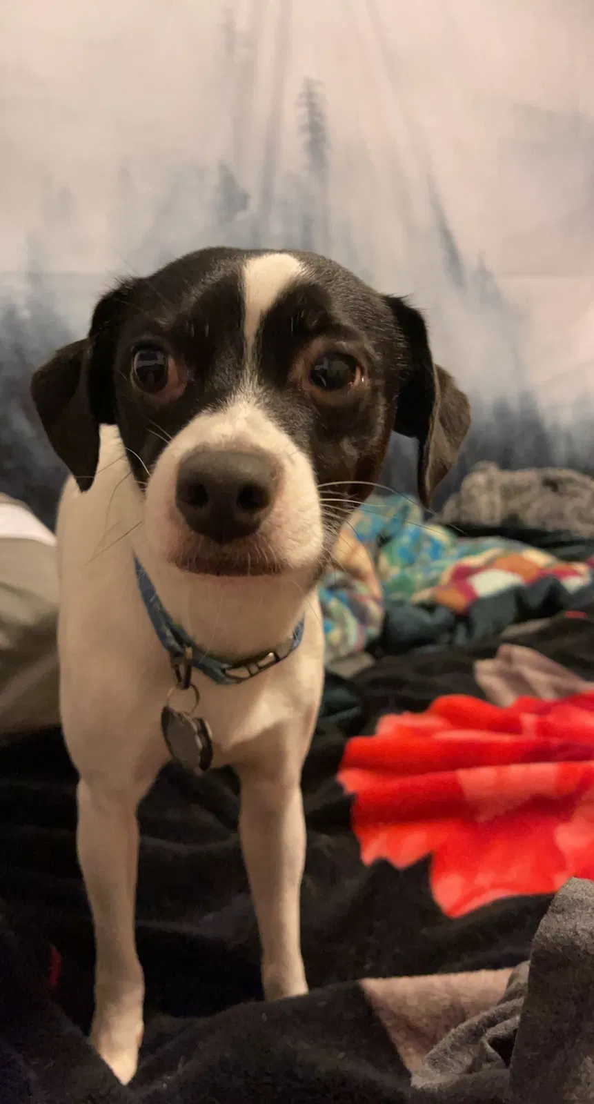 Lost dog in Tacoma, WA, 98466