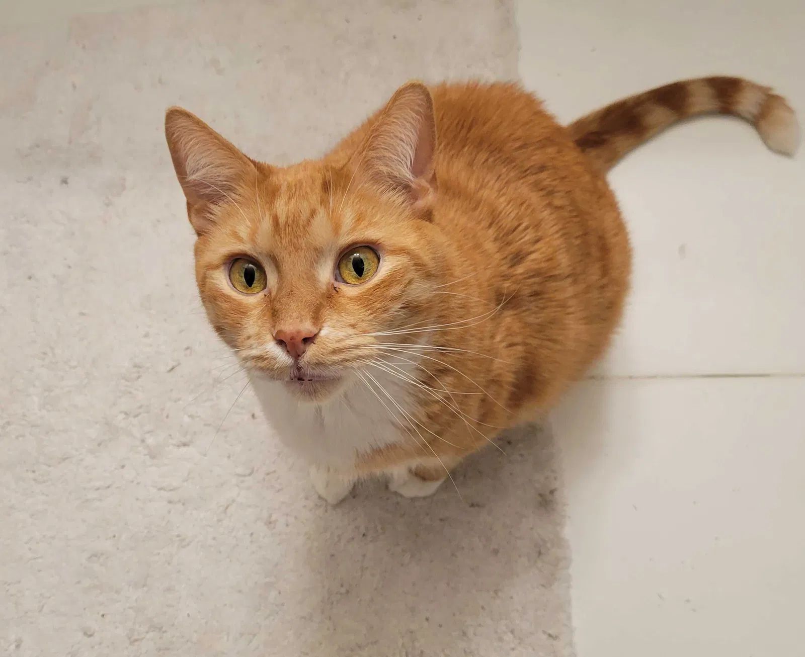 Lost cat in Miami, FL, 33178