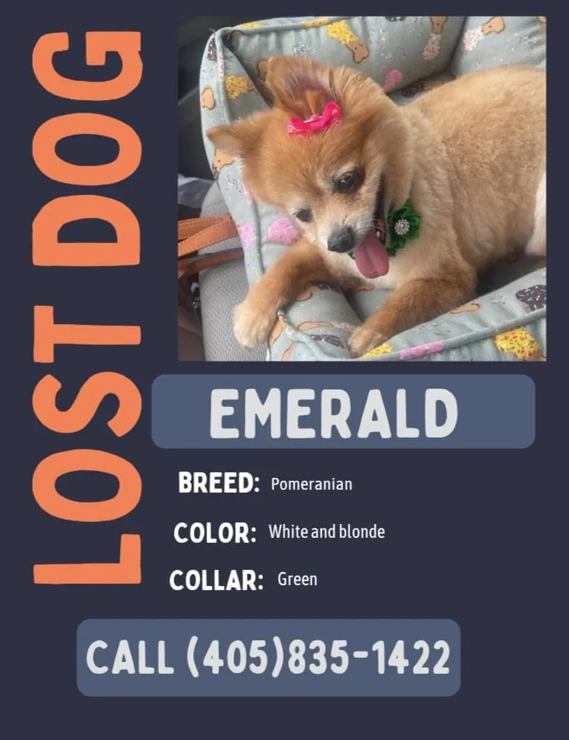 Lost dog in Oklahoma City, OK, 73129