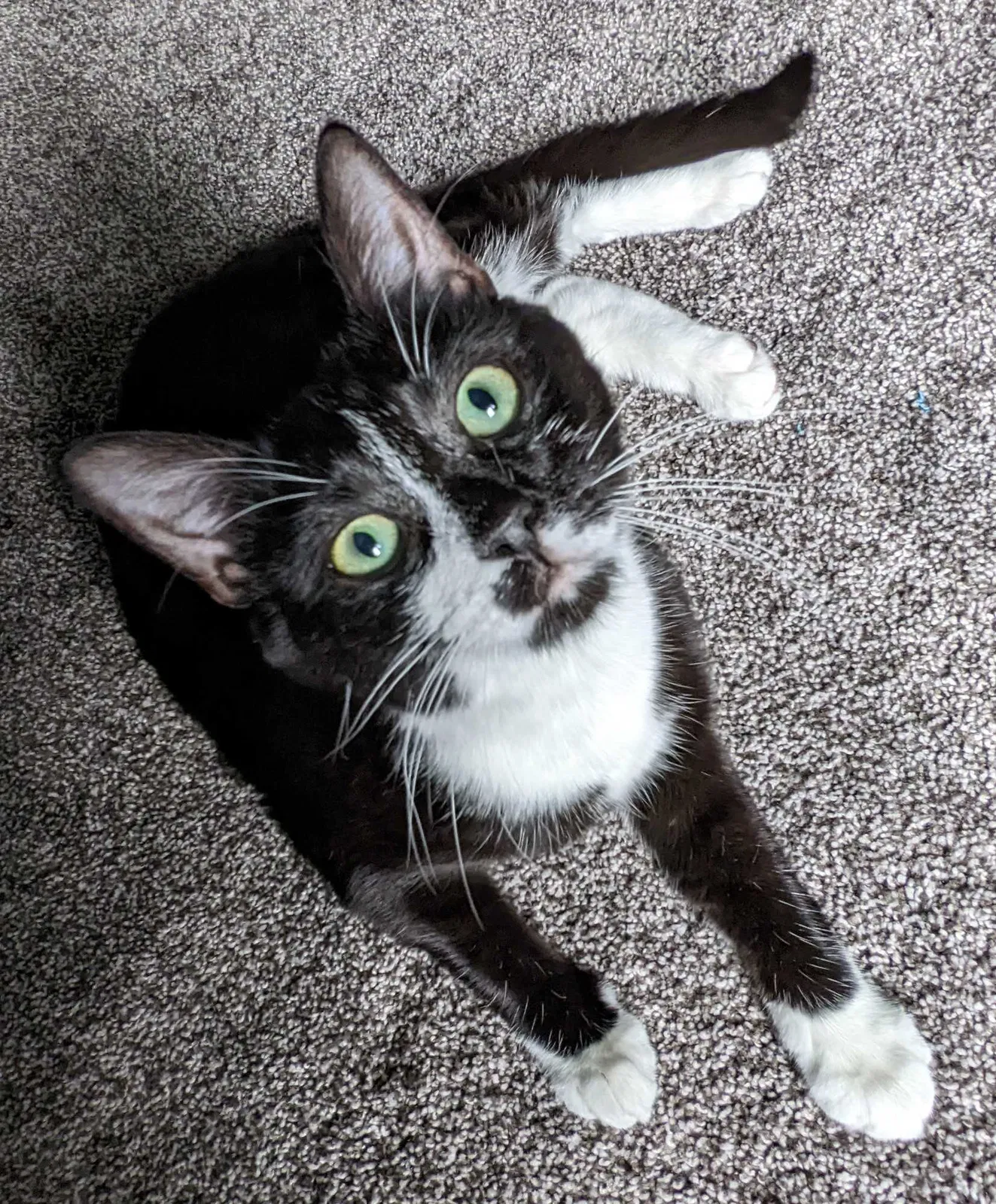 Lost cat in Wake Forest, NC, 27587