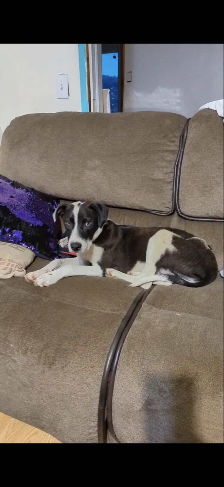 Lost dog in Greenback, TN, 37742