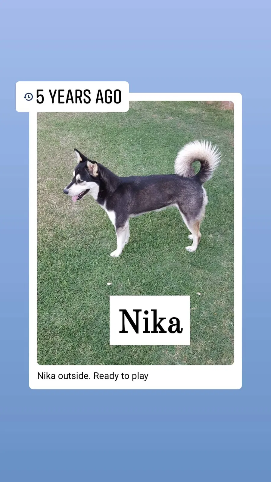 Lost dog in Amarillo, TX, 79121