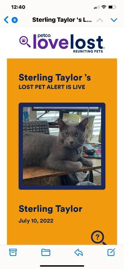 Lost cat in Richmond Hill, GA, 31324