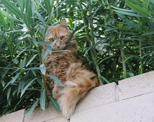 Lost cat in Las Vegas, NV, 89120