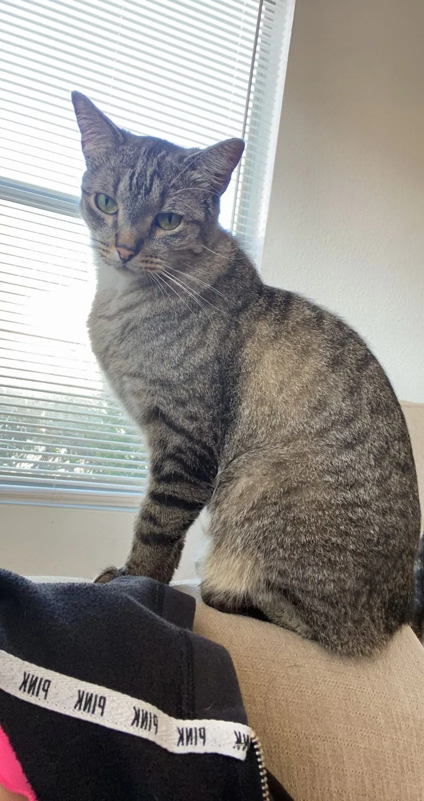 Lost cat in Albuquerque, NM, 87111