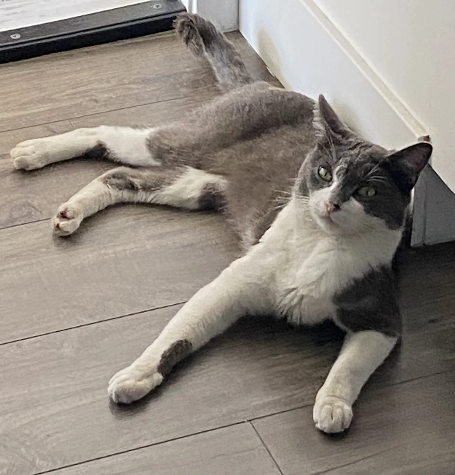 Lost cat in Spring Valley, CA, 91978
