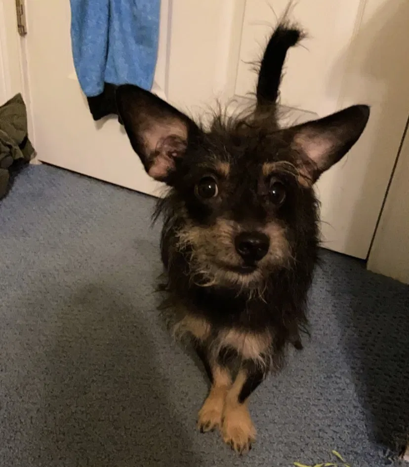 Lost dog in Orangeburg, SC, 29118