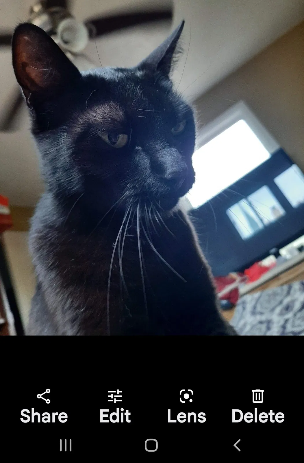 Lost cat in Long Beach, CA, 90808