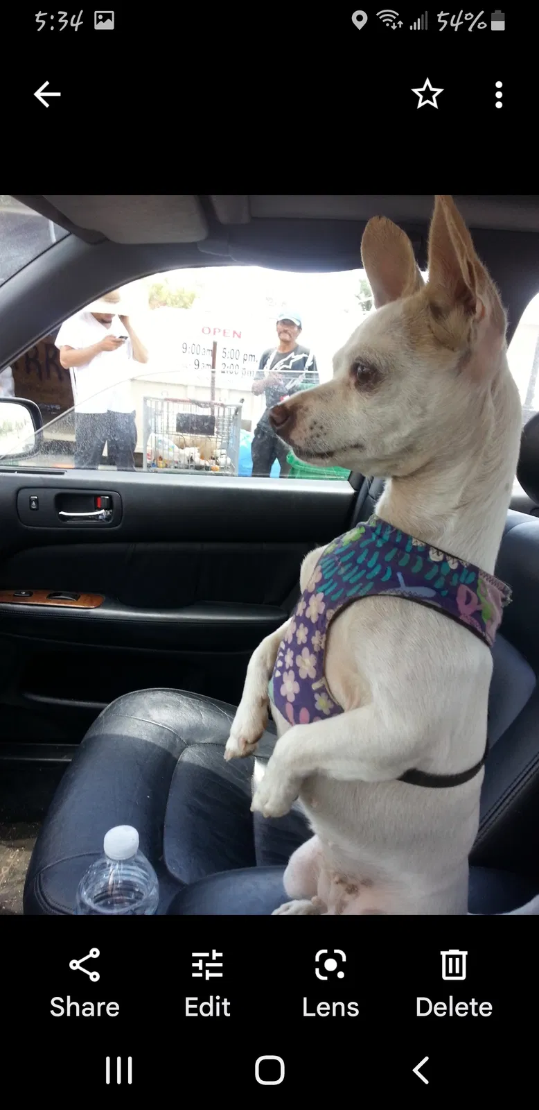 Lost dog in Federal Way, WA, 98003