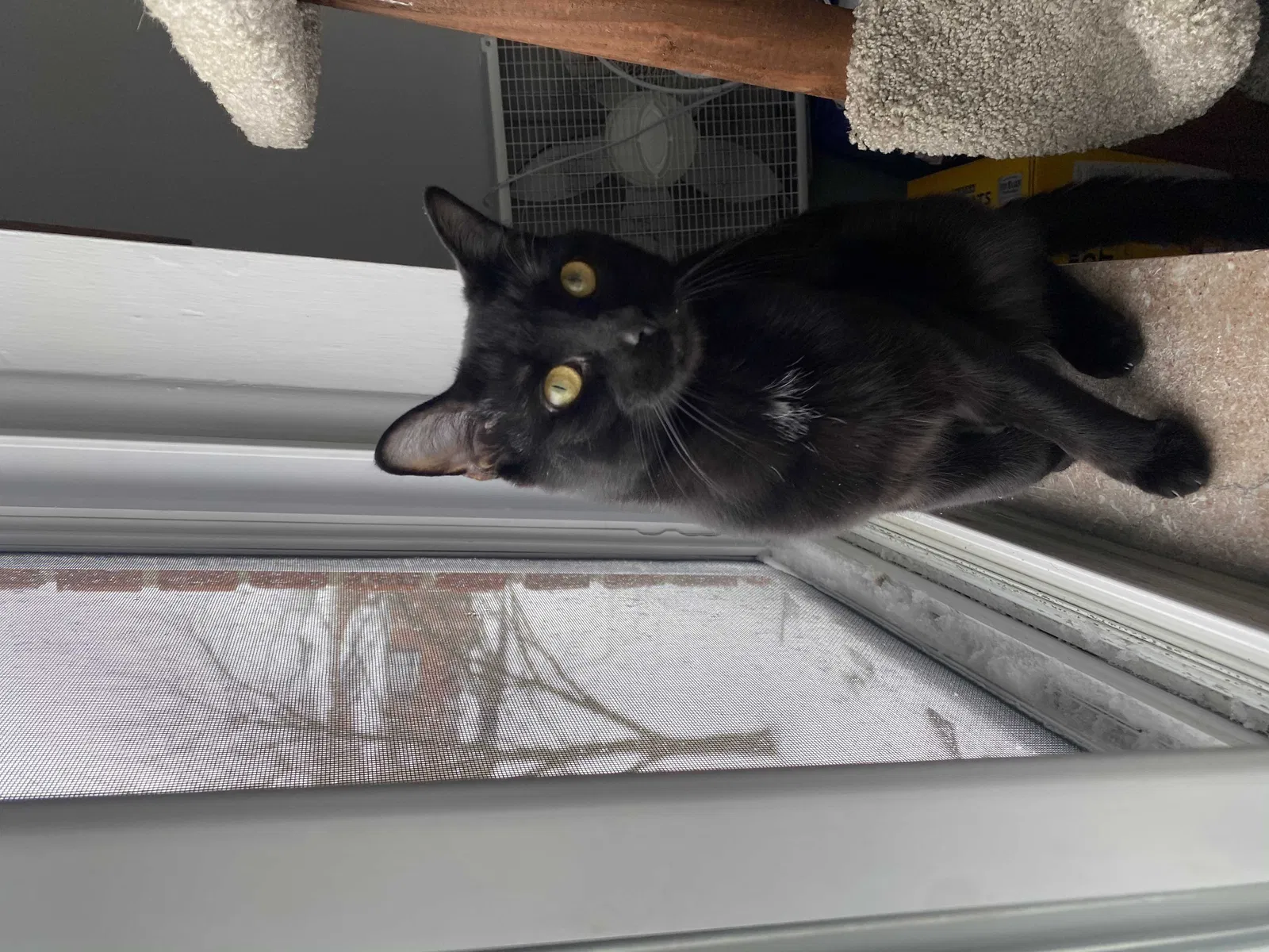 Lost cat in Cleveland, OH, 44126