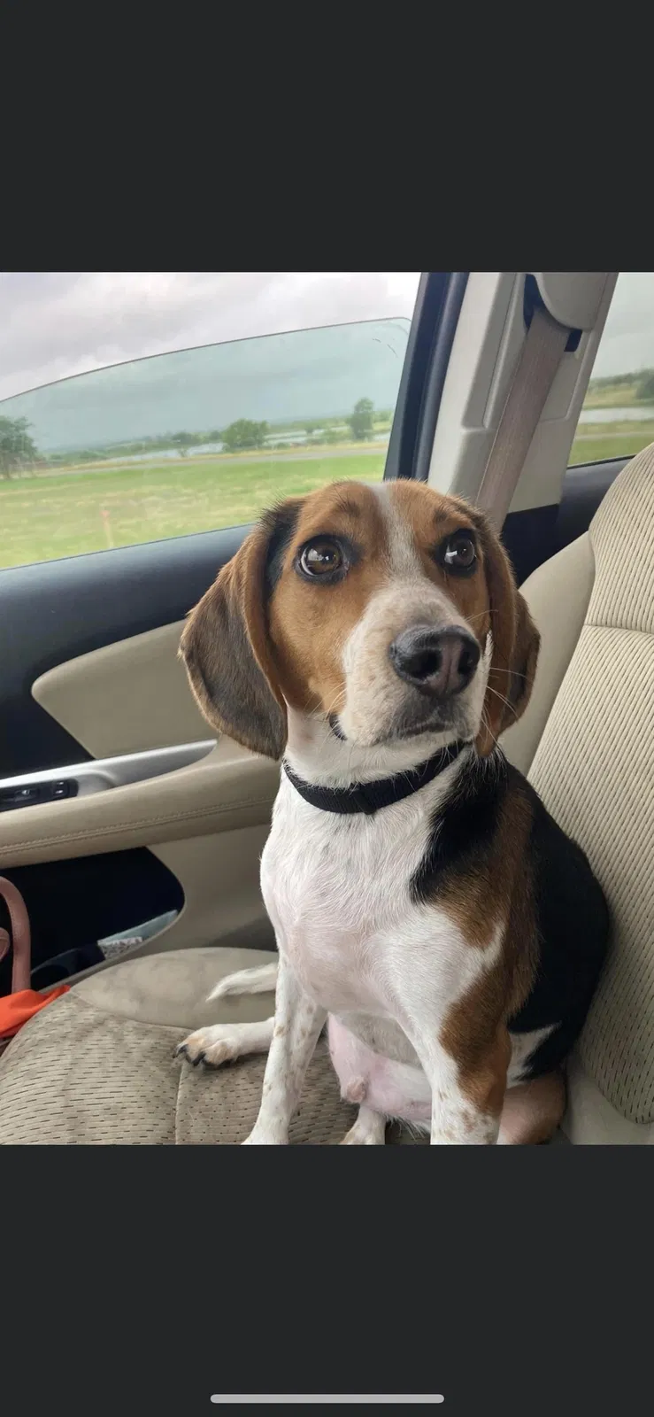 Lost dog in Holland, TX, 76534