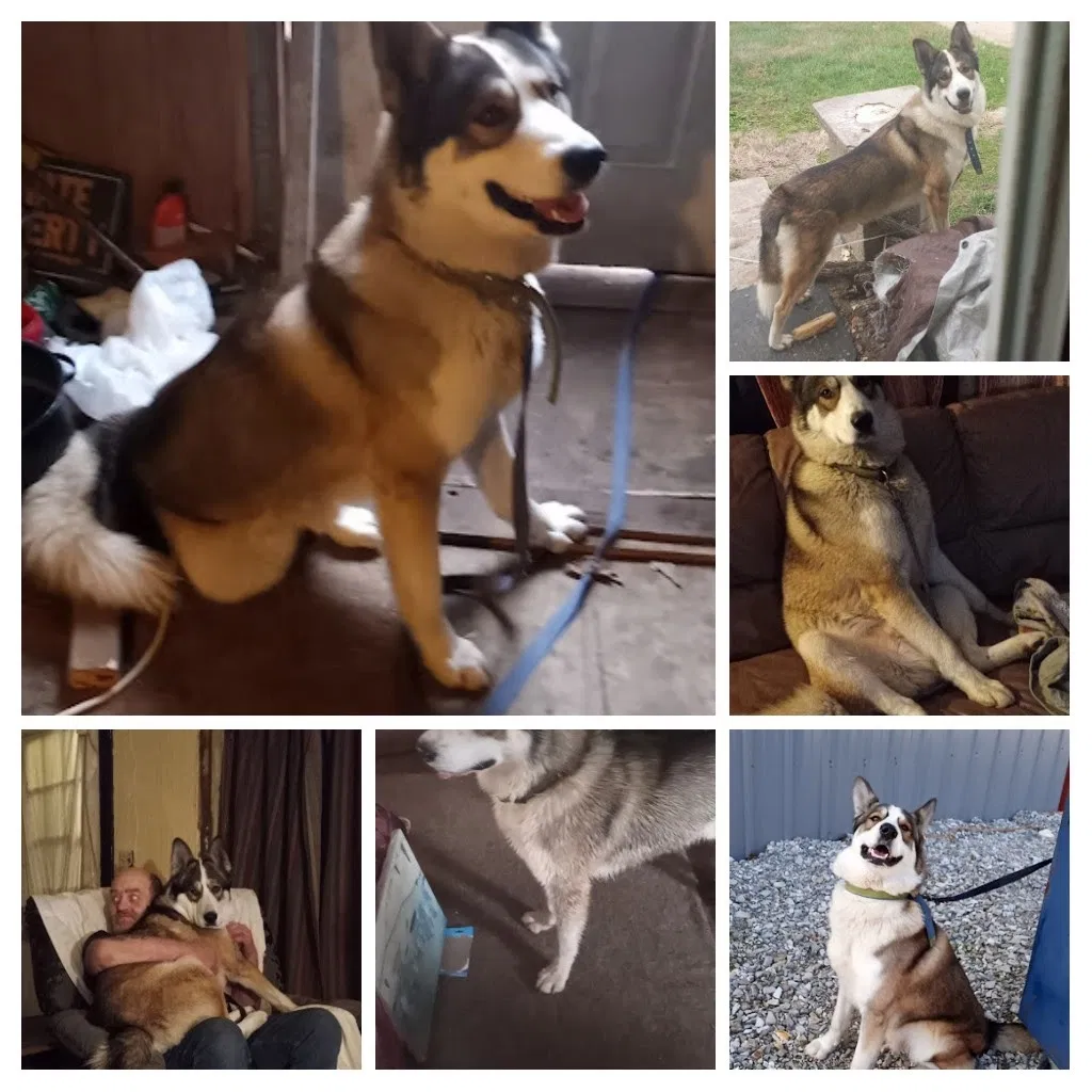 Lost dog in Licking, MO, 65542