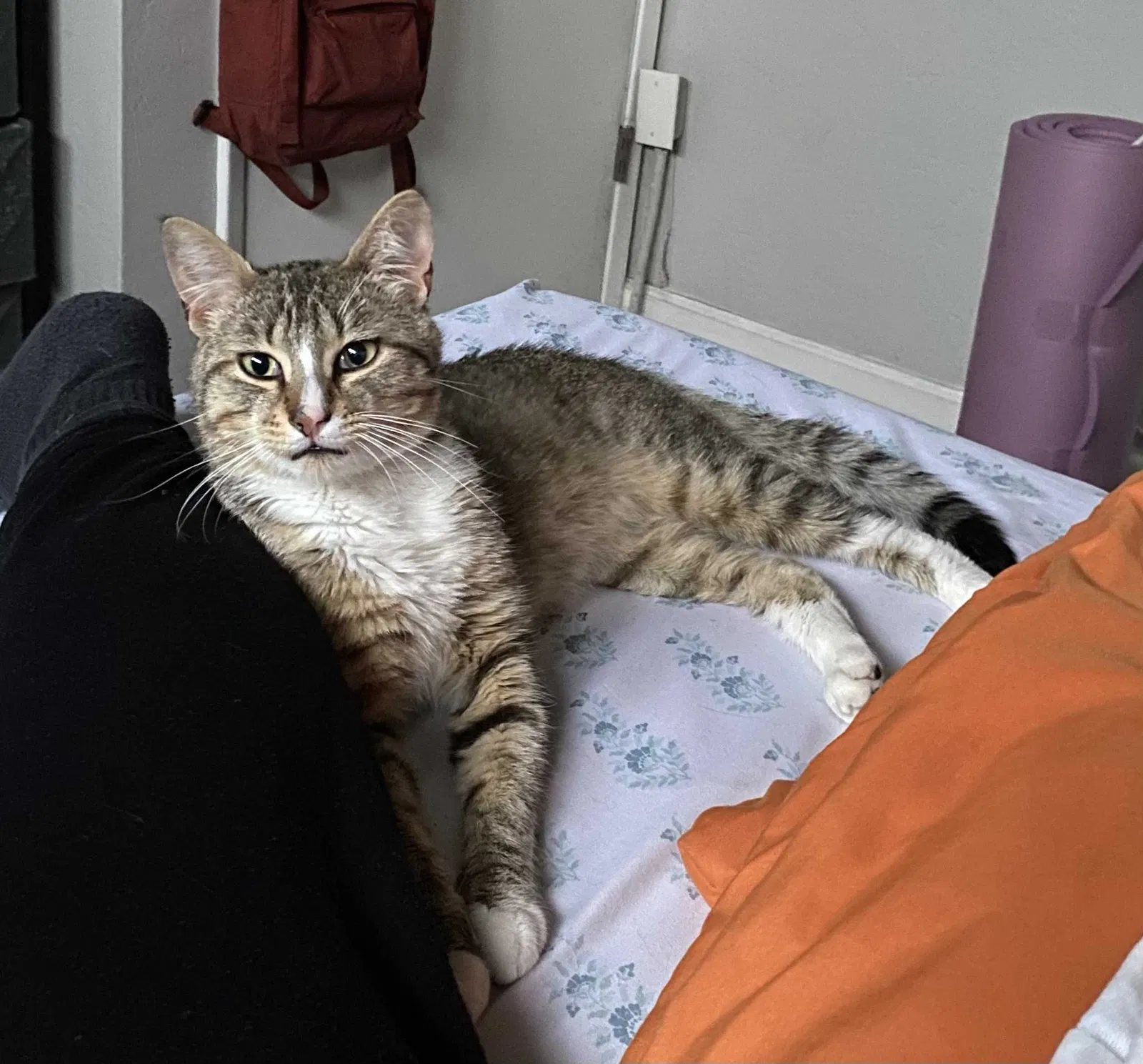 Lost cat in Castro Valley, CA, 94546