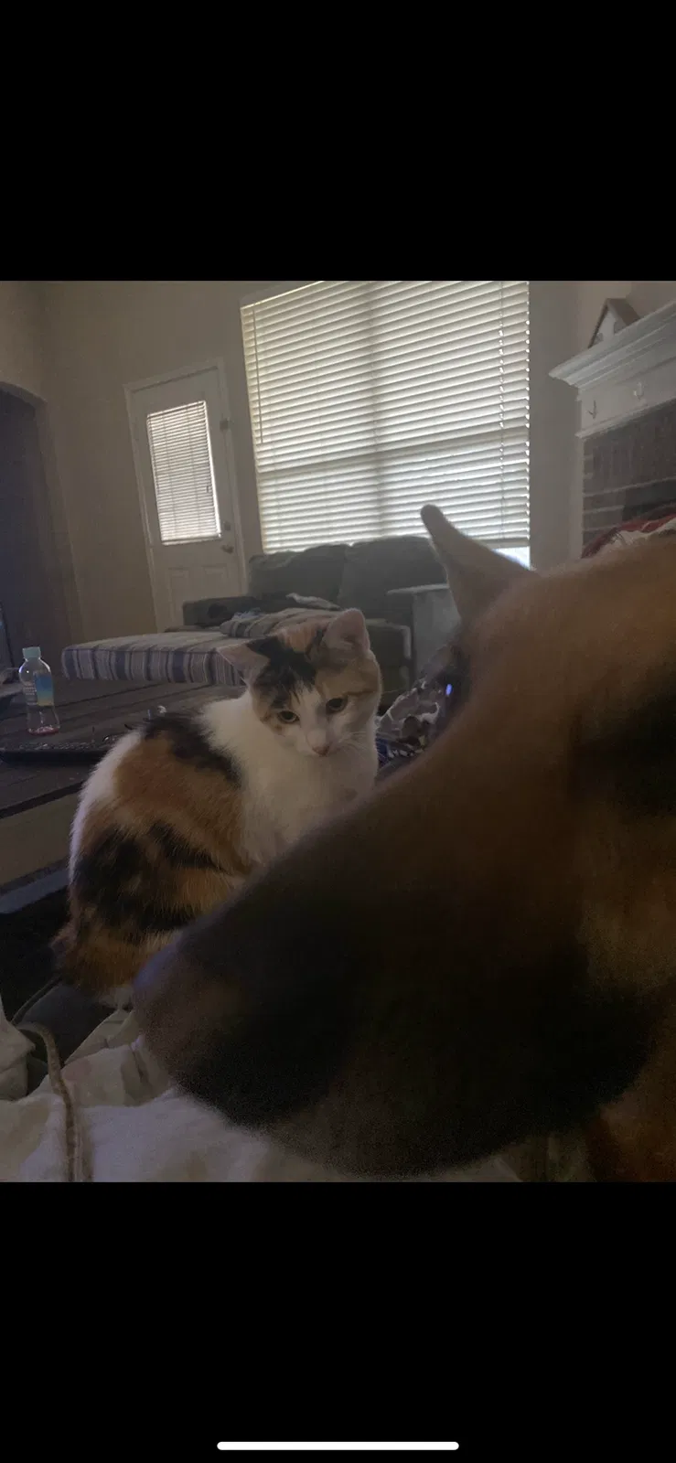 Lost cat in Mckinney, TX, 75070