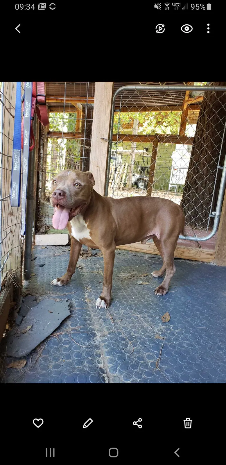 Found dog in Huntsville, TX, 77340